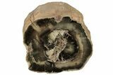 Wide Triassic Woodworthia Petrified Log - Zimbabwe #222167-1